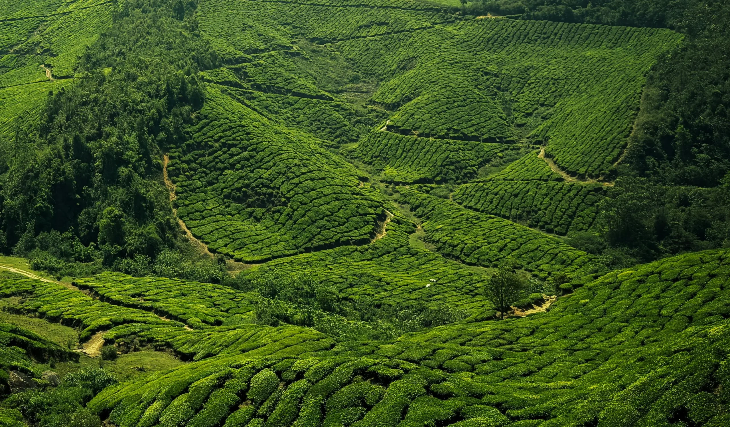 Munnar