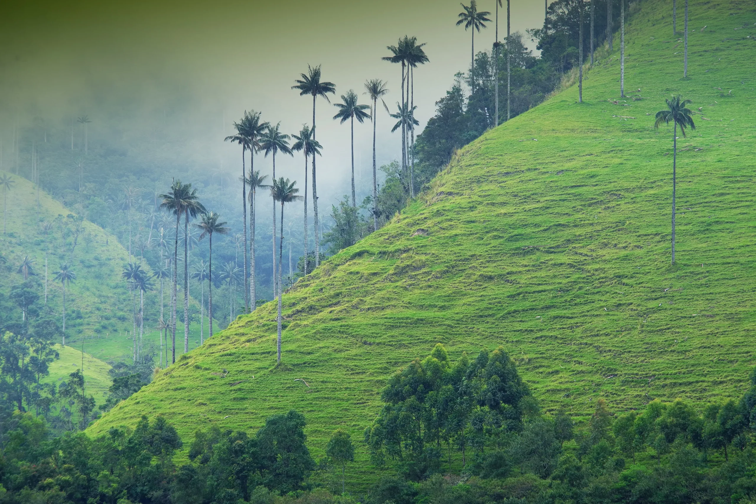 Wayanad