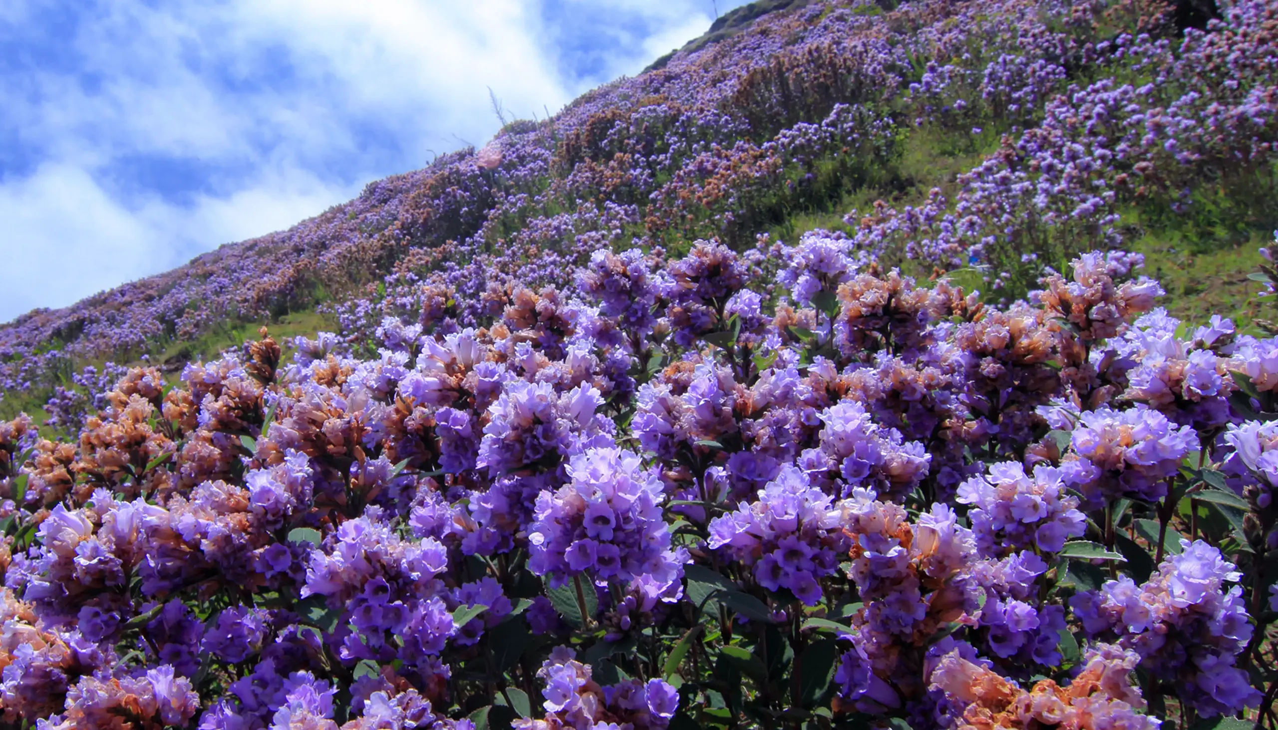 Mountain Landscape